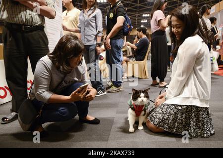 Besucher fotografieren Katzen während der CFA International Asia Cat Show 2018 in Bangkok, Thailand, 17. März 2018. (Foto von Anusak Laowias/NurPhoto) Stockfoto