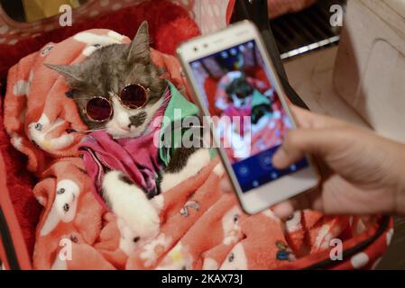 Besucher fotografieren Katzen während der CFA International Asia Cat Show 2018 in Bangkok, Thailand, 17. März 2018. (Foto von Anusak Laowias/NurPhoto) Stockfoto