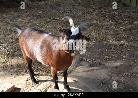 Eine schöne Ziege in der Natur, die auf eine Kamera schaut Stockfoto