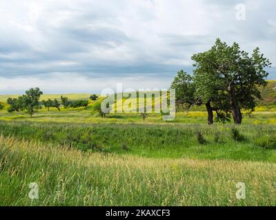 Hügel bedeckt mit Ribbed Melilot Melilotus officinalis und Cottonwood Bäumen, Buffalo Gap National Grassland, Pennington County, South Dakota, USA, Juni Stockfoto