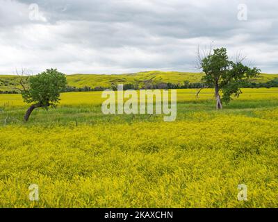 Hügel bedeckt mit Ribbed Melilot Melilotus officinalis und Cottonwood Bäumen, Buffalo Gap National Grassland, Pennington County, South Dakota, USA, Juni Stockfoto