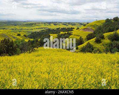 Hügel mit geripptem Melilot Melilotus officinalis mit Wacholder- und Baumwollholzbäumen, in der Nähe des Badlands National Park, Pennington County, South Dakota, Stockfoto