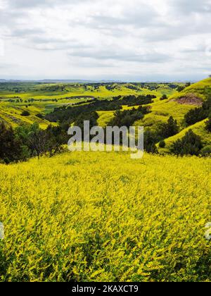 Hügel mit geripptem Melilot Melilotus officinalis mit Wacholder- und Baumwollholzbäumen, in der Nähe des Badlands National Park, Pennington County, South Dakota, Stockfoto