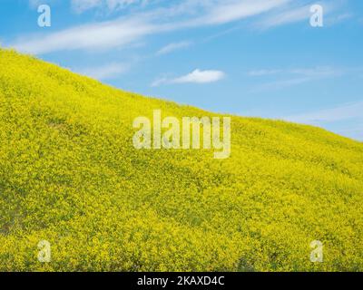 Hanglage mit geripptem Melilot Melilotus officinalis in der Nähe des Badlands National Park, Pennington County, South Dakota, USA, Juni 2019 Stockfoto