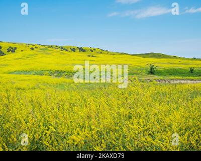 Hügel mit geripptem Melilot Melilotus officinalis mit Wacholder- und Baumwollholzbäumen, in der Nähe des Badlands National Park, Pennington County, South Dakota, Stockfoto