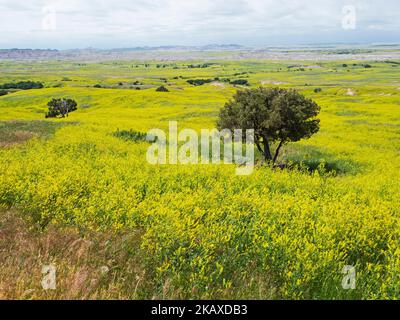 Hügel mit geripptem Melilot Melilotus officinalis mit Wacholder- und Baumwollholzbäumen bedeckt, Badlands National Park, Pennington County, South Dakota, USA, Stockfoto