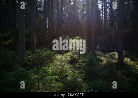 Geheimnisvoller Pfad voller Wurzeln inmitten eines Nadelwaldes aus Holz, umgeben von grünen Büschen und Blättern und Farnen - Stock Photo Stockfoto