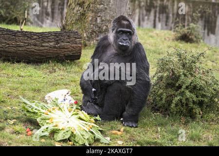 Fatou, der älteste bekannte Gorilla der Welt, isst am 13. April 2018 im Berliner Zoo ihren Geburtstagskuchen, als sie 61 Jahre alt wird. (Foto von Emmanuele Contini/NurPhoto) Stockfoto