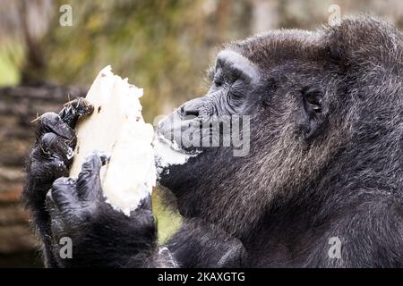 Fatou, der älteste bekannte Gorilla der Welt, isst am 13. April 2018 im Berliner Zoo ihren Geburtstagskuchen, als sie 61 Jahre alt wird. (Foto von Emmanuele Contini/NurPhoto) Stockfoto