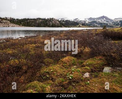 Langer See und schneebedeckte Berge mit der weißen Sumpfmarigold Caltha leptosepala und dem Sumpfbutterhals Ranunculus eschschschscholtzii im Vordergrund, Stockfoto
