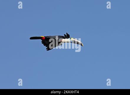 Cuviers Toucan (Ramphastos cuvieri) Erwachsener auf Flug Rio Azul, Brasilien. Juli Stockfoto