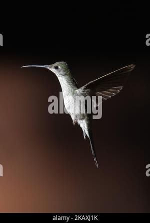 Graureihiger Sabrewing (Campylopterus largipennis) Erwachsener, der auf dem Flug Rio Azul, Brasilien, schwebt. Juli Stockfoto