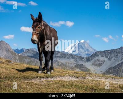 Pack Tier am Grand Col Ferret, trägt Gepäck von Wandergruppen auf der Tour Mont Blanc, Grenze Italien-Schweiz Stockfoto