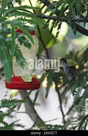 Der Erwachsene Einsiedler (Phaethornis Bourcieri) schwebt im Kolibri-Futterhäuschen Rio Azul, Brasilien. Juli Stockfoto