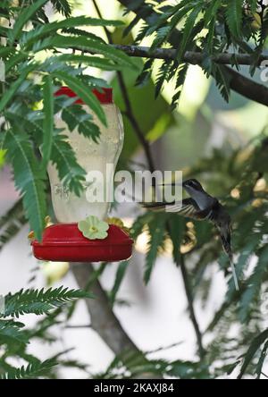 Der Erwachsene Einsiedler (Phaethornis Bourcieri) schwebt im Kolibri-Futterhäuschen Rio Azul, Brasilien. Juli Stockfoto