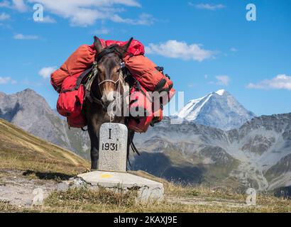 Pack Tier am Grand Col Ferret, trägt Gepäck von Wandergruppen auf der Tour Mont Blanc, Grenze Italien-Schweiz Stockfoto