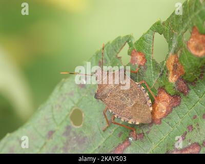 Detailreiche Nahaufnahme des braunen Dock-Leaf-Käfer, Arma-Pustos auf einem Blatt im Wald Stockfoto