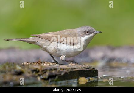 Kleiner Weißkehlchen (Curruca curruca), der an sonnigen Tagen in der Nähe eines Wasserteiches sitzt und posiert Stockfoto