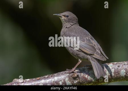 Der junge gewöhnliche Star (Sturnus vulgaris) sieht tapfer aus, während er auf einem Stock mit dunklem Hintergrund posiert Stockfoto