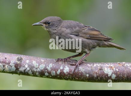 Grauer junger gewöhnlicher Star (Sturnus vulgaris) blickt von seinem Barsch in ein neues Leben Stockfoto