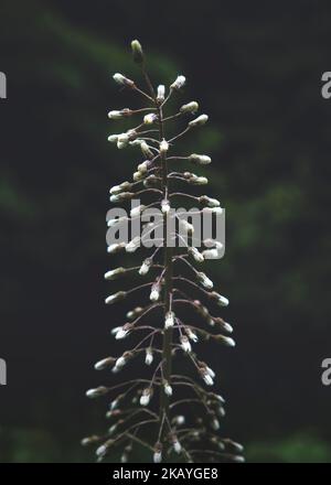 Kleine, weiße Blüten, bevor sie auf einem einzigen Stiel blühen. Grüner, natürlicher Hintergrund. Stockfoto