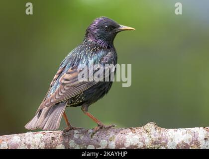 Weibliche Hauptdarsteller (Sturnus vulgaris) sieht neugierig aus und posiert auf einem dicken Stock Stockfoto