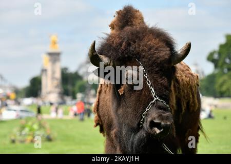 Am 19. Juni 2018 wurden auf der 'Esplanade des Invalides' in Paris, Frankreich, Tierkreiszirkusse eingerichtet, um den Beschuldigungen des Missbrauchs in Anwesenheit von Marcel Campion, bekannt als König von Forrains, entgegenzuwirken.(Foto: Julien Mattia/NurPhoto) Stockfoto