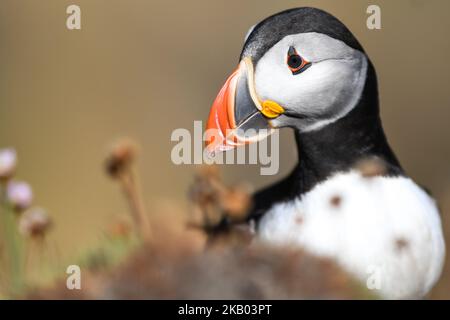 Atlantischer Papageitaucher, der während einer Brutzeit auf der Great Saltee Island gesehen wurde. Die Saltee-Inseln, die sich etwa 5km vor der südöstlichen Küste Irlands befinden, sind ein Paradies für Seevögel und ernähren eine beeindruckende Vielfalt an Vögeln, von Gantets und Möwen bis zu Papageitauchern und Manx Shearwaters. Die Inseln liegen an einer wichtigen Zugroute und sind ein beliebter Zwischenstopp für Zugvögel im Frühjahr und Herbst. Am Sonntag, den 15. Juli 2018, in Saltee Islands, County Wexford, Irland. (Foto von Artur Widak/NurPhoto) Stockfoto