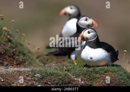 Atlantische Papageitaucher, die während einer Brutzeit auf der Great Saltee Island gesehen wurden. Die Saltee-Inseln, die sich etwa 5km vor der südöstlichen Küste Irlands befinden, sind ein Paradies für Seevögel und ernähren eine beeindruckende Vielfalt an Vögeln, von Gantets und Möwen bis zu Papageitauchern und Manx Shearwaters. Die Inseln liegen an einer wichtigen Zugroute und sind ein beliebter Zwischenstopp für Zugvögel im Frühjahr und Herbst. Am Sonntag, den 15. Juli 2018, in Saltee Islands, County Wexford, Irland. (Foto von Artur Widak/NurPhoto) Stockfoto