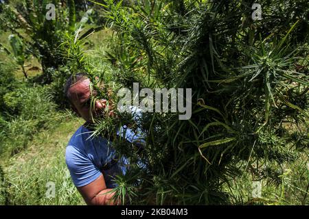 Ein indonesischer Polizist zerstört Marihuanapflanzen während eines Angriffs auf eine Marihuanaplantage in Nord-Aceh am 19. Juli 2018 in Aceh, Indonesien. Die indonesische Polizei verhaftete zwei mutmaßliche Marihuanazüchter und zerstörte 4 Hektar Marihuanaplantagen durch Verbrennen. Aceh ist die größte illegale Marihuana produzierende Provinz in Indonesien, deren Verteilung sich auf die südostasiatische Region ausbreitete. (Foto von Fachrul Reza/NurPhoto) Stockfoto