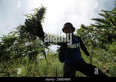 Ein indonesischer Polizist zerstört Marihuanapflanzen während eines Angriffs auf eine Marihuanaplantage in Nord-Aceh am 19. Juli 2018 in Aceh, Indonesien. Die indonesische Polizei verhaftete zwei mutmaßliche Marihuanazüchter und zerstörte 4 Hektar Marihuanaplantagen durch Verbrennen. Aceh ist die größte illegale Marihuana produzierende Provinz in Indonesien, deren Verteilung sich auf die südostasiatische Region ausbreitete. (Foto von Fachrul Reza/NurPhoto) Stockfoto