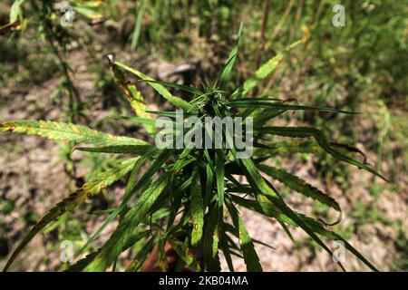Ein indonesischer Polizist zerstört Marihuanapflanzen während eines Angriffs auf eine Marihuanaplantage in Nord-Aceh am 19. Juli 2018 in Aceh, Indonesien. Die indonesische Polizei verhaftete zwei mutmaßliche Marihuanazüchter und zerstörte 4 Hektar Marihuanaplantagen durch Verbrennen. Aceh ist die größte illegale Marihuana produzierende Provinz in Indonesien, deren Verteilung sich auf die südostasiatische Region ausbreitete. (Foto von Fachrul Reza/NurPhoto) Stockfoto