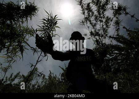 Ein indonesischer Polizist zerstört Marihuanapflanzen während eines Angriffs auf eine Marihuanaplantage in Nord-Aceh am 19. Juli 2018 in Aceh, Indonesien. Die indonesische Polizei verhaftete zwei mutmaßliche Marihuanazüchter und zerstörte 4 Hektar Marihuanaplantagen durch Verbrennen. Aceh ist die größte illegale Marihuana produzierende Provinz in Indonesien, deren Verteilung sich auf die südostasiatische Region ausbreitete. (Foto von Fachrul Reza/NurPhoto) Stockfoto