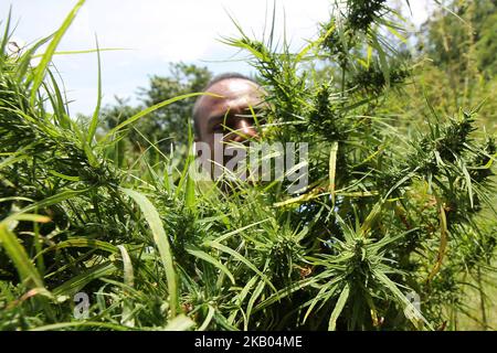 Ein indonesischer Polizist zerstört Marihuanapflanzen während eines Angriffs auf eine Marihuanaplantage in Nord-Aceh am 19. Juli 2018 in Aceh, Indonesien. Die indonesische Polizei verhaftete zwei mutmaßliche Marihuanazüchter und zerstörte 4 Hektar Marihuanaplantagen durch Verbrennen. Aceh ist die größte illegale Marihuana produzierende Provinz in Indonesien, deren Verteilung sich auf die südostasiatische Region ausbreitete. (Foto von Fachrul Reza/NurPhoto) Stockfoto
