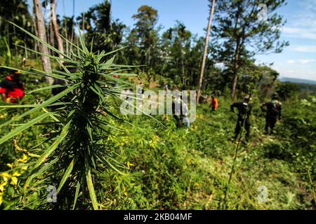 Ein indonesischer Polizist zerstört Marihuanapflanzen während eines Angriffs auf eine Marihuanaplantage in Nord-Aceh am 19. Juli 2018 in Aceh, Indonesien. Die indonesische Polizei verhaftete zwei mutmaßliche Marihuanazüchter und zerstörte 4 Hektar Marihuanaplantagen durch Verbrennen. Aceh ist die größte illegale Marihuana produzierende Provinz in Indonesien, deren Verteilung sich auf die südostasiatische Region ausbreitete. (Foto von Fachrul Reza/NurPhoto) Stockfoto