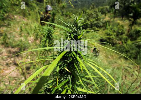 Ein indonesischer Polizist zerstört Marihuanapflanzen während eines Angriffs auf eine Marihuanaplantage in Nord-Aceh am 19. Juli 2018 in Aceh, Indonesien. Die indonesische Polizei verhaftete zwei mutmaßliche Marihuanazüchter und zerstörte 4 Hektar Marihuanaplantagen durch Verbrennen. Aceh ist die größte illegale Marihuana produzierende Provinz in Indonesien, deren Verteilung sich auf die südostasiatische Region ausbreitete. (Foto von Fachrul Reza/NurPhoto) Stockfoto