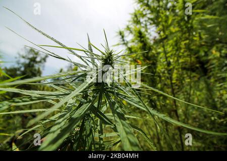 Ein indonesischer Polizist zerstört Marihuanapflanzen während eines Angriffs auf eine Marihuanaplantage in Nord-Aceh am 19. Juli 2018 in Aceh, Indonesien. Die indonesische Polizei verhaftete zwei mutmaßliche Marihuanazüchter und zerstörte 4 Hektar Marihuanaplantagen durch Verbrennen. Aceh ist die größte illegale Marihuana produzierende Provinz in Indonesien, deren Verteilung sich auf die südostasiatische Region ausbreitete. (Foto von Fachrul Reza/NurPhoto) Stockfoto