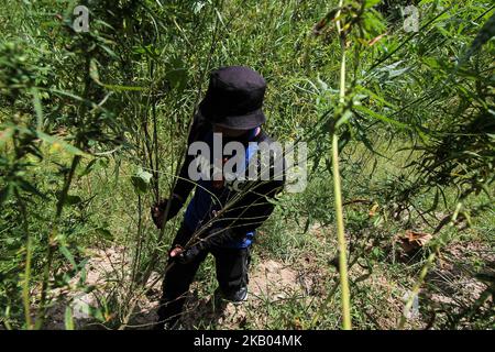 Ein indonesischer Polizist zerstört Marihuanapflanzen während eines Angriffs auf eine Marihuanaplantage in Nord-Aceh am 19. Juli 2018 in Aceh, Indonesien. Die indonesische Polizei verhaftete zwei mutmaßliche Marihuanazüchter und zerstörte 4 Hektar Marihuanaplantagen durch Verbrennen. Aceh ist die größte illegale Marihuana produzierende Provinz in Indonesien, deren Verteilung sich auf die südostasiatische Region ausbreitete. (Foto von Fachrul Reza/NurPhoto) Stockfoto