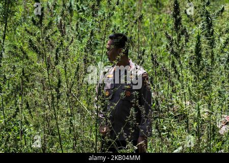 Ein indonesischer Polizist zerstört Marihuanapflanzen während eines Angriffs auf eine Marihuanaplantage in Nord-Aceh am 19. Juli 2018 in Aceh, Indonesien. Die indonesische Polizei verhaftete zwei mutmaßliche Marihuanazüchter und zerstörte 4 Hektar Marihuanaplantagen durch Verbrennen. Aceh ist die größte illegale Marihuana produzierende Provinz in Indonesien, deren Verteilung sich auf die südostasiatische Region ausbreitete. (Foto von Fachrul Reza/NurPhoto) Stockfoto