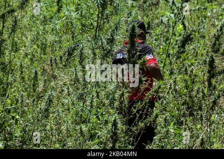 Ein indonesischer Polizist zerstört Marihuanapflanzen während eines Angriffs auf eine Marihuanaplantage in Nord-Aceh am 19. Juli 2018 in Aceh, Indonesien. Die indonesische Polizei verhaftete zwei mutmaßliche Marihuanazüchter und zerstörte 4 Hektar Marihuanaplantagen durch Verbrennen. Aceh ist die größte illegale Marihuana produzierende Provinz in Indonesien, deren Verteilung sich auf die südostasiatische Region ausbreitete. (Foto von Fachrul Reza/NurPhoto) Stockfoto