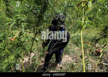 Ein indonesischer Polizist zerstört Marihuanapflanzen während eines Angriffs auf eine Marihuanaplantage in Nord-Aceh am 19. Juli 2018 in Aceh, Indonesien. Die indonesische Polizei verhaftete zwei mutmaßliche Marihuanazüchter und zerstörte 4 Hektar Marihuanaplantagen durch Verbrennen. Aceh ist die größte illegale Marihuana produzierende Provinz in Indonesien, deren Verteilung sich auf die südostasiatische Region ausbreitete. (Foto von Fachrul Reza/NurPhoto) Stockfoto