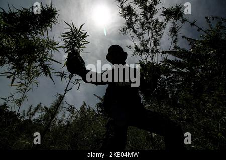 Ein indonesischer Polizist zerstört Marihuanapflanzen während eines Angriffs auf eine Marihuanaplantage in Nord-Aceh am 19. Juli 2018 in Aceh, Indonesien. Die indonesische Polizei verhaftete zwei mutmaßliche Marihuanazüchter und zerstörte 4 Hektar Marihuanaplantagen durch Verbrennen. Aceh ist die größte illegale Marihuana produzierende Provinz in Indonesien, deren Verteilung sich auf die südostasiatische Region ausbreitete. (Foto von Fachrul Reza/NurPhoto) Stockfoto