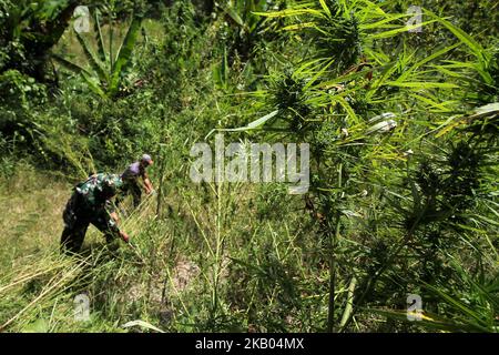 Ein indonesischer Polizist zerstört Marihuanapflanzen während eines Angriffs auf eine Marihuanaplantage in Nord-Aceh am 19. Juli 2018 in Aceh, Indonesien. Die indonesische Polizei verhaftete zwei mutmaßliche Marihuanazüchter und zerstörte 4 Hektar Marihuanaplantagen durch Verbrennen. Aceh ist die größte illegale Marihuana produzierende Provinz in Indonesien, deren Verteilung sich auf die südostasiatische Region ausbreitete. (Foto von Fachrul Reza/NurPhoto) Stockfoto