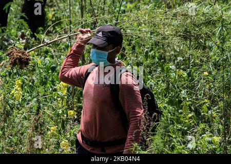 Ein indonesischer Polizist zerstört Marihuanapflanzen während eines Angriffs auf eine Marihuanaplantage in Nord-Aceh am 19. Juli 2018 in Aceh, Indonesien. Die indonesische Polizei verhaftete zwei mutmaßliche Marihuanazüchter und zerstörte 4 Hektar Marihuanaplantagen durch Verbrennen. Aceh ist die größte illegale Marihuana produzierende Provinz in Indonesien, deren Verteilung sich auf die südostasiatische Region ausbreitete. (Foto von Fachrul Reza/NurPhoto) Stockfoto