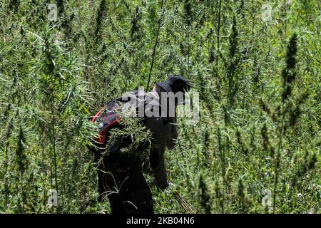 Ein indonesischer Polizist zerstört Marihuanapflanzen während eines Angriffs auf eine Marihuanaplantage in Nord-Aceh am 19. Juli 2018 in Aceh, Indonesien. Die indonesische Polizei verhaftete zwei mutmaßliche Marihuanazüchter und zerstörte 4 Hektar Marihuanaplantagen durch Verbrennen. Aceh ist die größte illegale Marihuana produzierende Provinz in Indonesien, deren Verteilung sich auf die südostasiatische Region ausbreitete. (Foto von Fachrul Reza/NurPhoto) Stockfoto