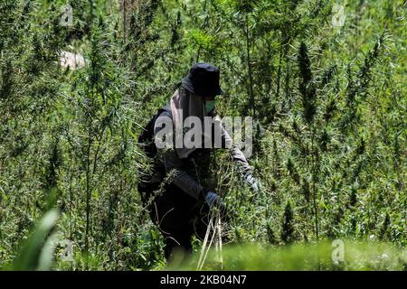 Ein indonesischer Polizist zerstört Marihuanapflanzen während eines Angriffs auf eine Marihuanaplantage in Nord-Aceh am 19. Juli 2018 in Aceh, Indonesien. Die indonesische Polizei verhaftete zwei mutmaßliche Marihuanazüchter und zerstörte 4 Hektar Marihuanaplantagen durch Verbrennen. Aceh ist die größte illegale Marihuana produzierende Provinz in Indonesien, deren Verteilung sich auf die südostasiatische Region ausbreitete. (Foto von Fachrul Reza/NurPhoto) Stockfoto