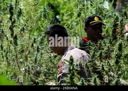 Ein indonesischer Polizist zerstört Marihuanapflanzen während eines Angriffs auf eine Marihuanaplantage in Nord-Aceh am 19. Juli 2018 in Aceh, Indonesien. Die indonesische Polizei verhaftete zwei mutmaßliche Marihuanazüchter und zerstörte 4 Hektar Marihuanaplantagen durch Verbrennen. Aceh ist die größte illegale Marihuana produzierende Provinz in Indonesien, deren Verteilung sich auf die südostasiatische Region ausbreitete. (Foto von Fachrul Reza/NurPhoto) Stockfoto