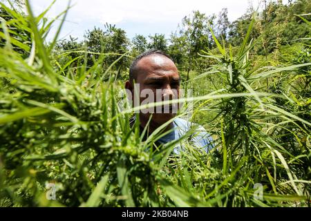 Ein indonesischer Polizist zerstört Marihuanapflanzen während eines Angriffs auf eine Marihuanaplantage in Nord-Aceh am 19. Juli 2018 in Aceh, Indonesien. Die indonesische Polizei verhaftete zwei mutmaßliche Marihuanazüchter und zerstörte 4 Hektar Marihuanaplantagen durch Verbrennen. Aceh ist die größte illegale Marihuana produzierende Provinz in Indonesien, deren Verteilung sich auf die südostasiatische Region ausbreitete. (Foto von Fachrul Reza/NurPhoto) Stockfoto