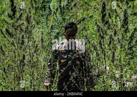 Ein indonesischer Polizist zerstört Marihuanapflanzen während eines Angriffs auf eine Marihuanaplantage in Nord-Aceh am 19. Juli 2018 in Aceh, Indonesien. Die indonesische Polizei verhaftete zwei mutmaßliche Marihuanazüchter und zerstörte 4 Hektar Marihuanaplantagen durch Verbrennen. Aceh ist die größte illegale Marihuana produzierende Provinz in Indonesien, deren Verteilung sich auf die südostasiatische Region ausbreitete. (Foto von Fachrul Reza/NurPhoto) Stockfoto