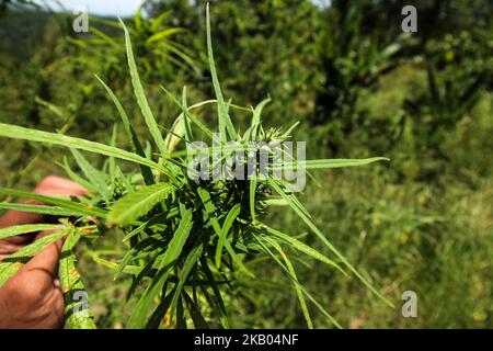 Ein indonesischer Polizist zerstört Marihuanapflanzen während eines Angriffs auf eine Marihuanaplantage in Nord-Aceh am 19. Juli 2018 in Aceh, Indonesien. Die indonesische Polizei verhaftete zwei mutmaßliche Marihuanazüchter und zerstörte 4 Hektar Marihuanaplantagen durch Verbrennen. Aceh ist die größte illegale Marihuana produzierende Provinz in Indonesien, deren Verteilung sich auf die südostasiatische Region ausbreitete. (Foto von Fachrul Reza/NurPhoto) Stockfoto